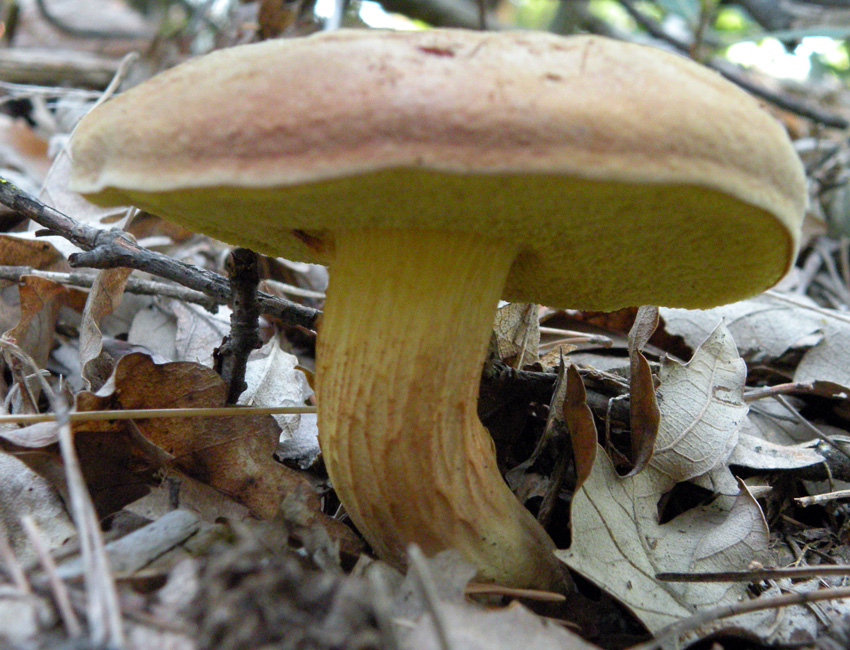 Tanto per cambiare... Xerocomus?